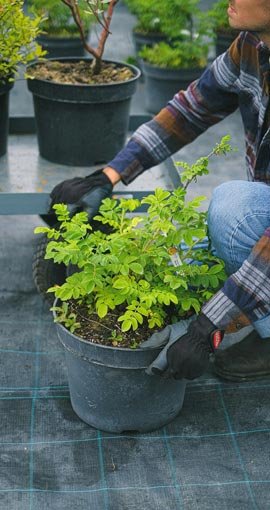 Gardener providing garden care services