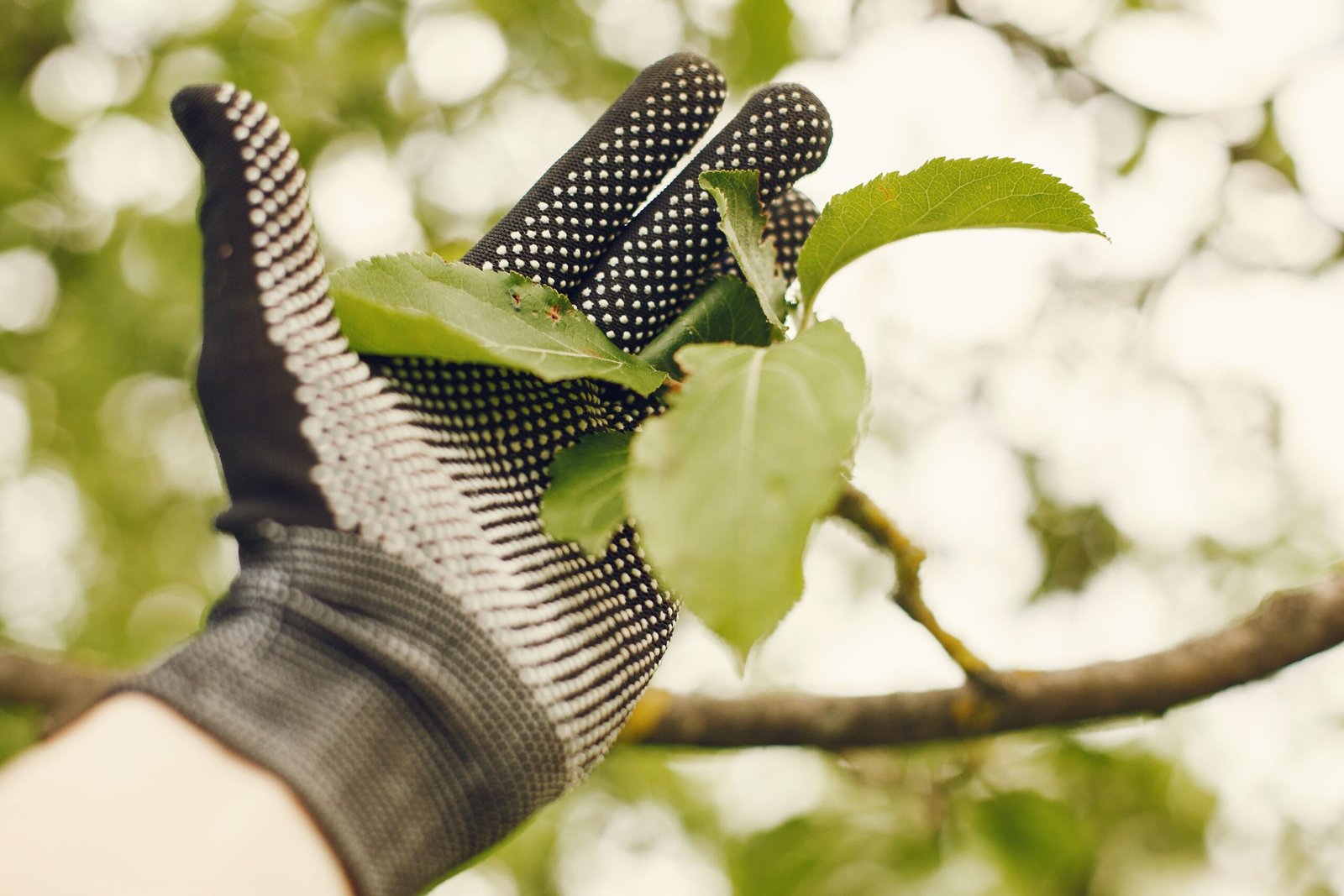 Tree Trimming & Plant Care Kuala Lumpur