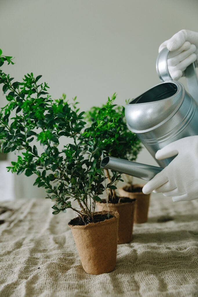 Plant care and garden maintenance